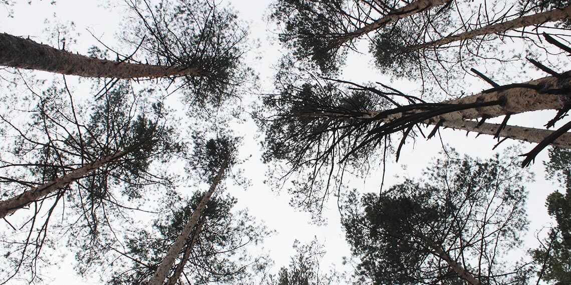 Если лечь на песок то увидешь деревья